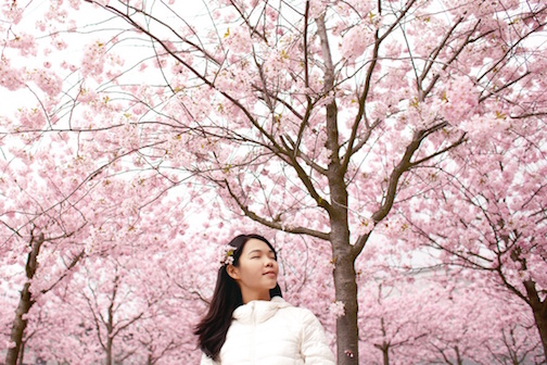 Woman happily standing in front of blooming cherry blossoms. 